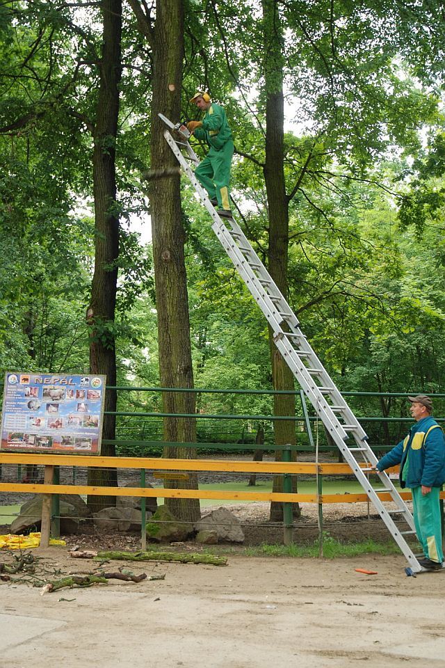 Než se ale vydal nosorožec na dlouhou cestu, musely se ořezat větve v maďarské zoo. Přepravní kontejner se totiž nevešel před nosorožčí pavilon | Foto: Roman Kočí