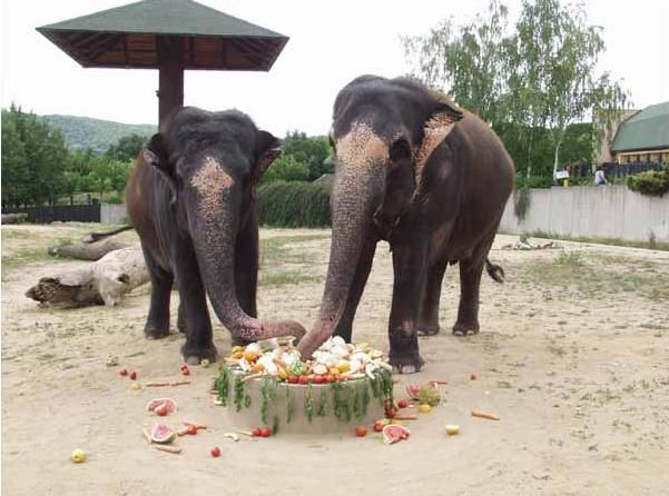 V zoo v Ústí nad Labem si ji můžete prohlédnout s její kamarádkou Kalou. | Foto: zoo ústí nad labem