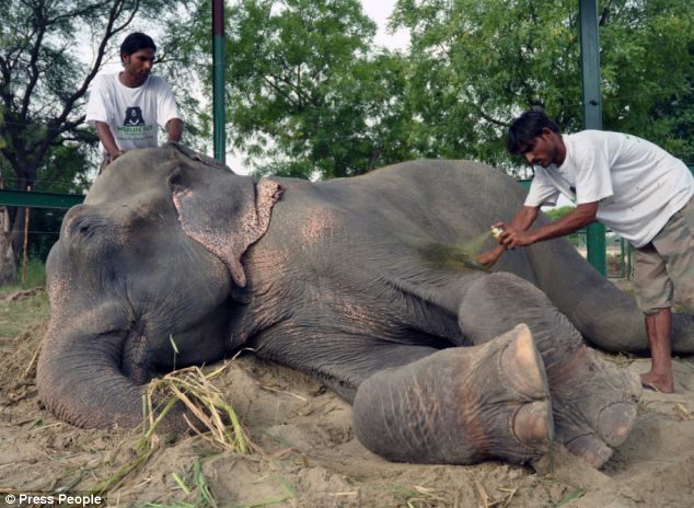 Slon Raju | Foto: Wildlife SOS