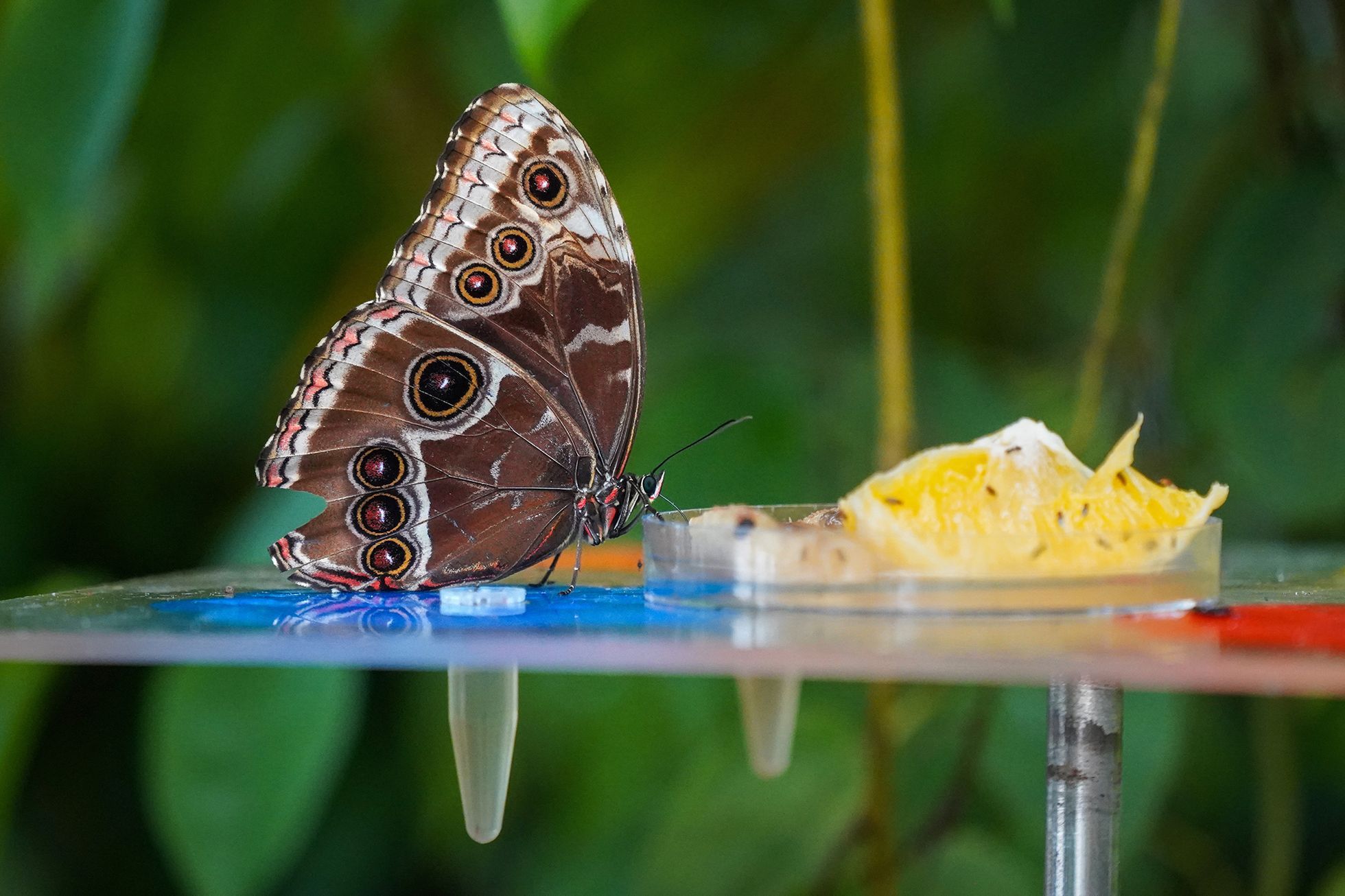 The exhibition of exotic butterflies culminates in the Prague Botanical Garden.