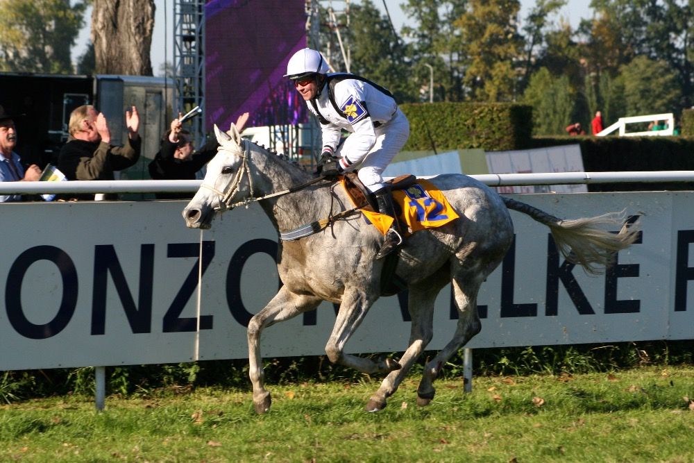 Sixteen left, a small grasshopper with a big heart and a two-time winner of the Great Pardubice