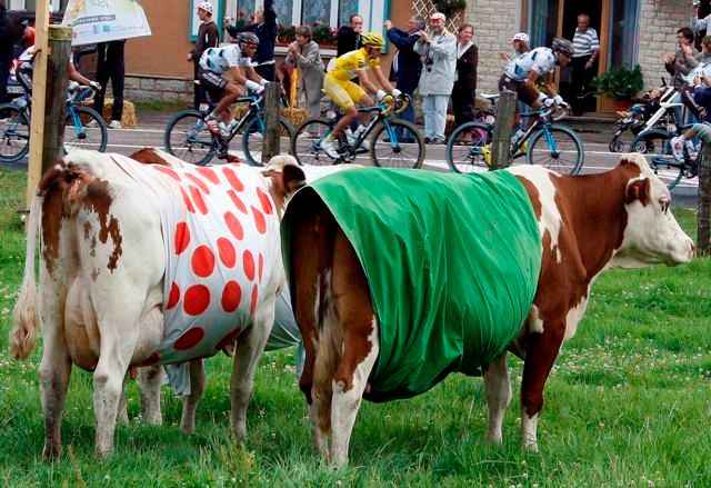 Krávy při čtrnácté etapě Tour | Foto: Reuters