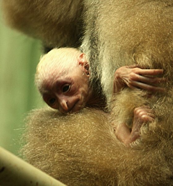 Foto: ZOO Liberec