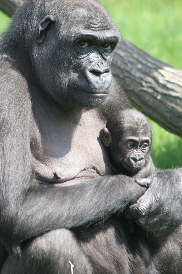 Kijivu své první mládě kojila celých pět měsíců. Moja začala pomalu chodit asi ve čtvrt roce, nejprve po dvou. | Foto: Zoo Praha