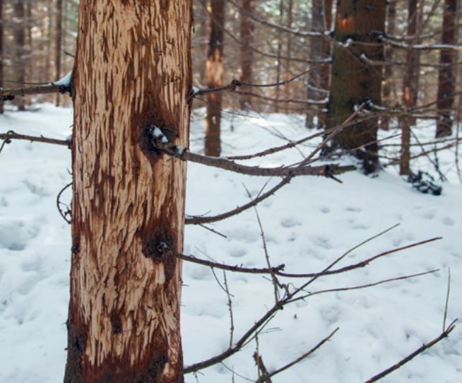 Když není nic jiného k snědku, nepohrdnou zvířata ani kůrou. Takto porušené stromy jsou pak napadeny houbovým onemocněním, které následně způsobuje hnilobu kmene. | Foto: Pro Silva Bohemica