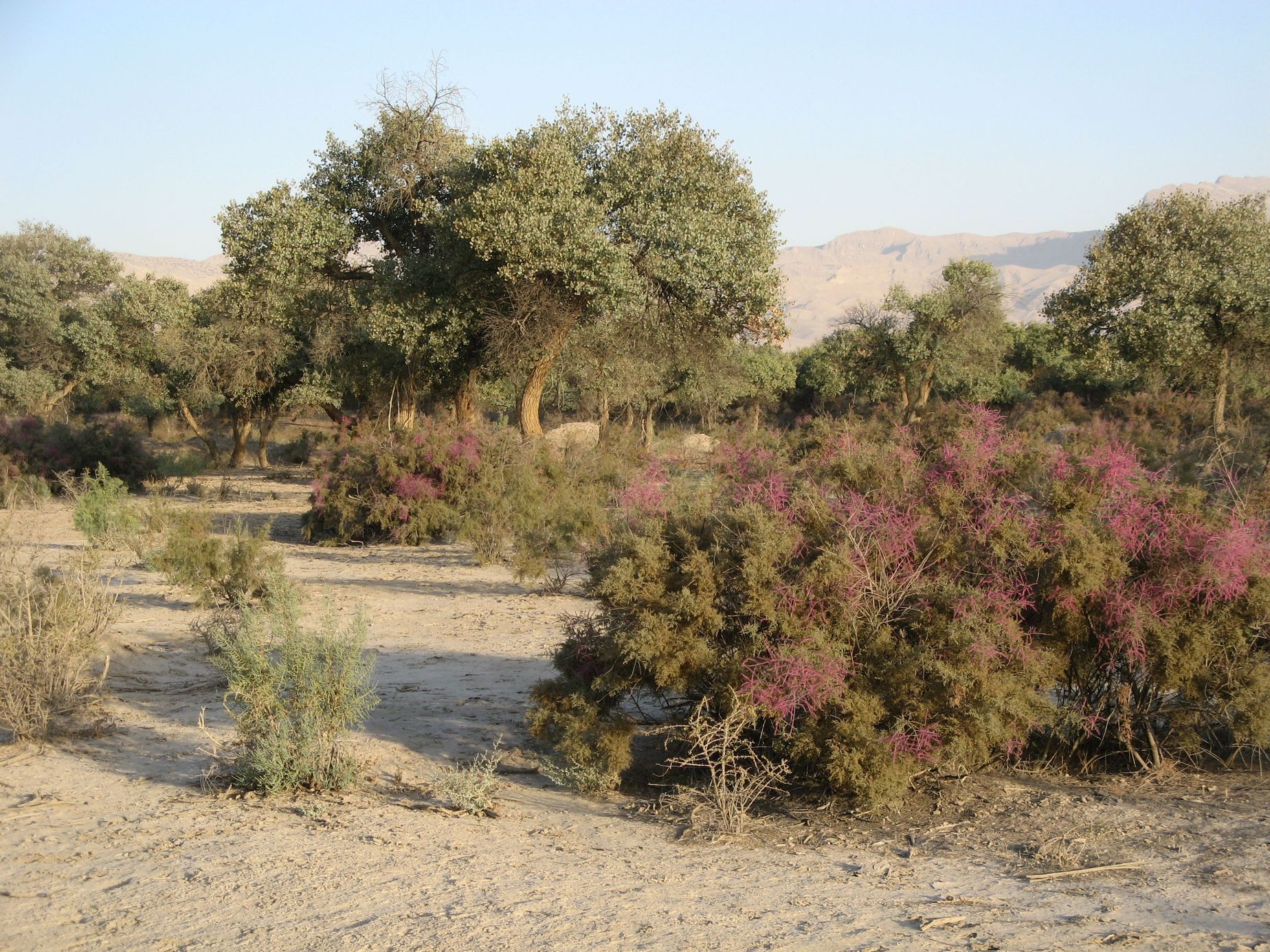 "Úmrtí kvůli vodě přibývá." V Tádžikistánu je jí dostatek, ale pitné jen málo