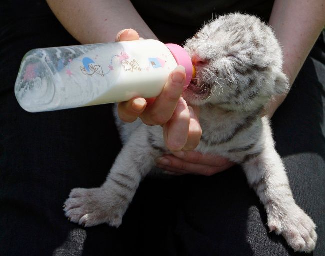 Krmení mláděte tygra bengálského, které je podle olmenské ZOO jedinečné. Nemá červený pigment, jen bílý. | Foto: Reuters