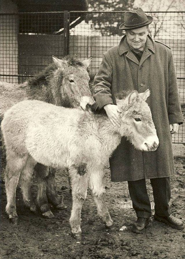 Někdejší dlouholetý ředitel pražské zoo s mláďaty koně Převalského | Foto: Archiv Zoo Praha