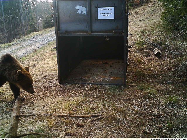 V Beskydech se podařilo odchytit medvědici. | Foto: ČTK