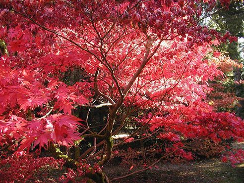 Léto skončilo i podle kalendáře. | Foto: Westonbirt Arboretum