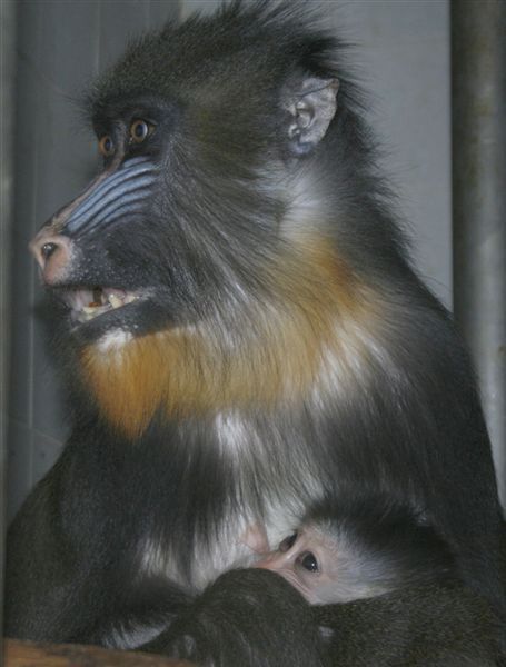 Foto: ZOO Ústí nal Labem