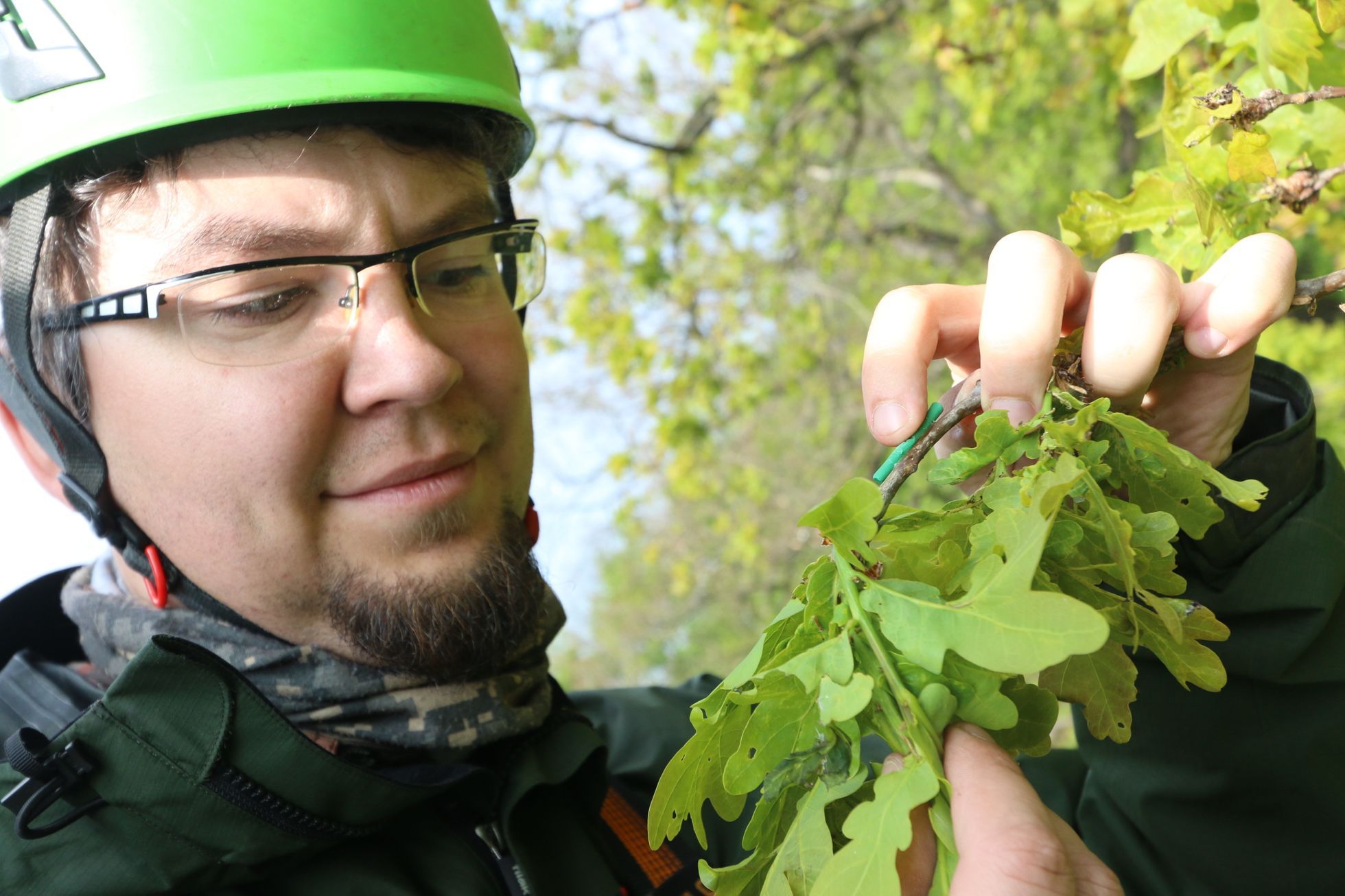 Stromy napadené škůdci volají o pomoc ptáky a dravý hmyz, potvrdili vědci thumbnail
