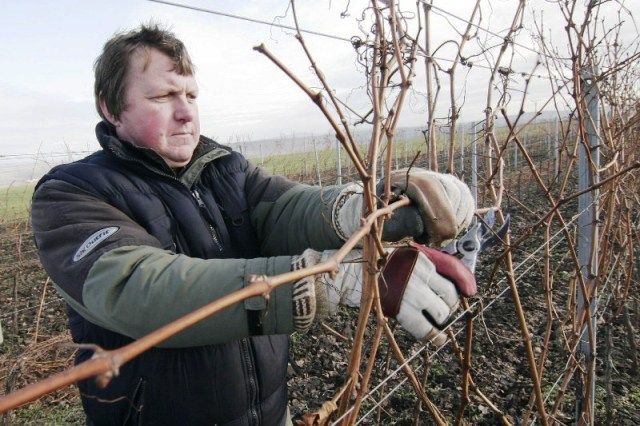 Vinař při práci na vinici | Foto: www.valihrach.cz