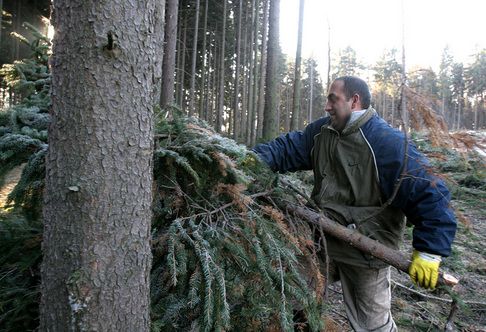 The Janov Roma spend the day clearing brushwood and scrap timber in the nearby woods for CZK 42 (EUR 1.6) per hour [editor's note: Czech minimum rate is CZK 48.1]. | Foto: Ondřej Besperát