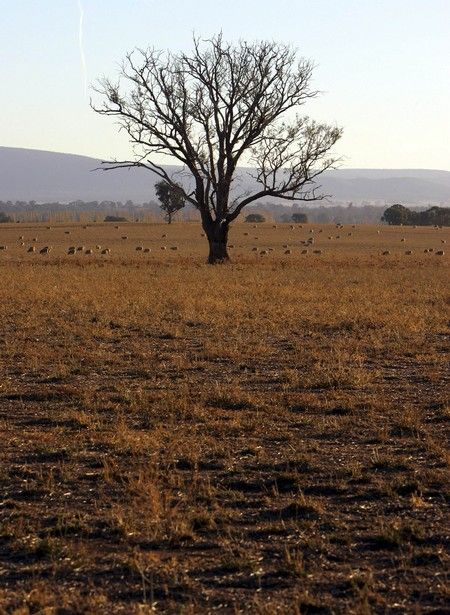 Sucho v Austrálii způsobuje také požáry a na sezónu neobvyklé teploty. Také farma nedaleko Cowry, západně od Sydney se potýká s nedostatkem vody. | Foto: Reuters