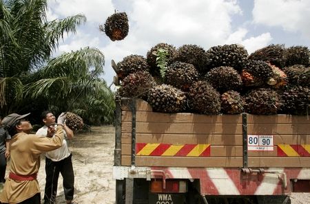 Dělníci v Kuala Lumpuru nakládají na kamion plody, ze kterých se bude vyrábět palmový olej. | Foto: Reuters