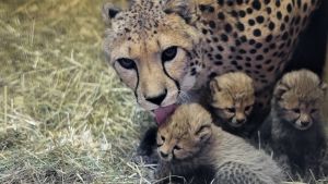 Foto: Petr Hamerník, Zoo Praha