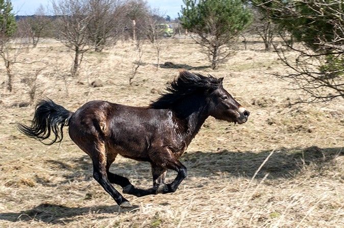 Hřebec přijel za klisnami po více než dvou měsících. I jemu se v Milovicích líbí. | Foto: Kateřina Malá