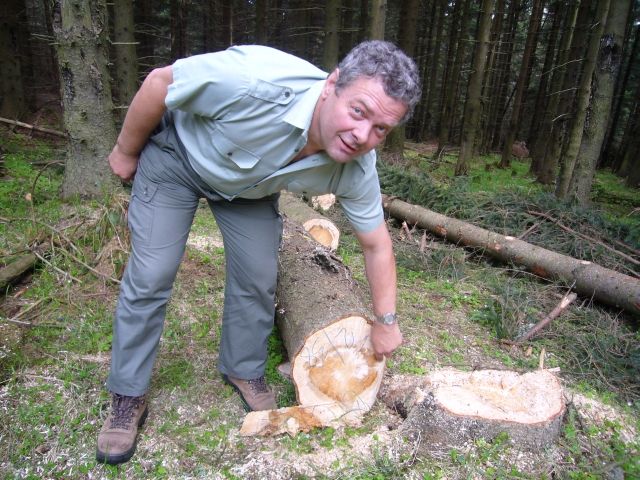 Josef Vlášek z podniku Lesy ukazuje v Jeseníkách, jak se poškození stromu zvěří projeví na kvalitě dřeva - smrk postihla hniloba | Foto: Pavel Baroch, Aktuálně.cz