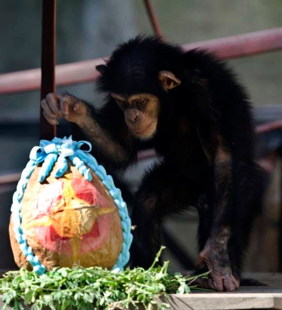 Šimpanzí velikonoce v zoologické zahradě v Buenos Aires. | Foto: Reuters