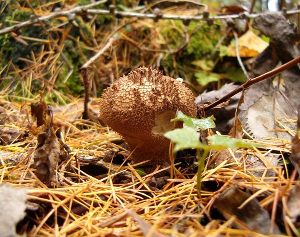 Pýchavka obecná se ve stáří pokryje opadavými jehlami. Houba je chutná, ale pouze pokud je mladá a bílá. Tuto Atlas hub konzumovat nedoporučuje | Foto: Jiří Hloušek