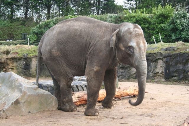 Jedenácti letá Vishes je potenciální matkou ostravských slůňat. Tedy pokud se najde vhodný otec. | Foto: Zoologická zahrada Ostrava