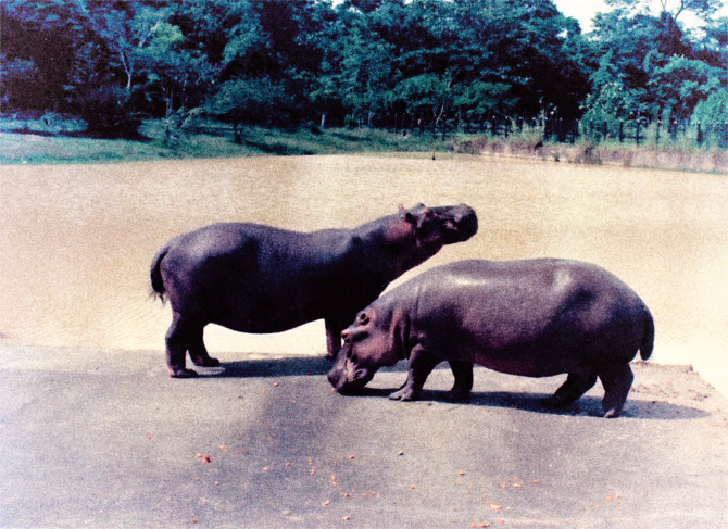 Escobar ve své haciendě mimo jiné vybudoval soukromou zoologickou zahradu a zábavní park. Žili zde například hroši, žirafy, zebry, velbloudi a jiná exotická zvířata. | Foto: Youtube.com