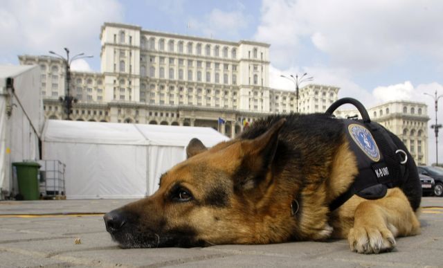 Policejní pes hlídkuje před palácem,kde summit ve středu začne. | Foto: Reuters