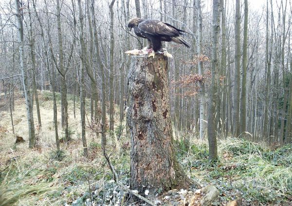 Kysučan do Beskyd přiletěl sám, je možné, že jednou s Isabelou zahnízdí. | Foto: CSOPNJ