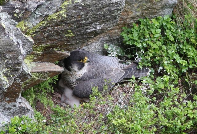 Samice sokola stěhovavého zahřívá v hnízdě svá mláďata | Foto: Jaroslav Hruška, ČSOP