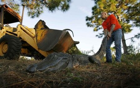 A až vyrostou, jejich osud bude opět zpečetěn. Marc Sandlin vytahuje právě zagbitého aligátora na farmě v Okeechobee na Floridě. | Foto: REUTERS/Hans Deryk