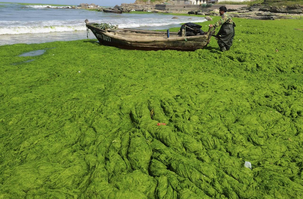 Огромный зеленый. Водоросли чука в море. Водоросли чука в природе. Чука водоросли как растут. Синезеленые водоросли спирулина гигантская.