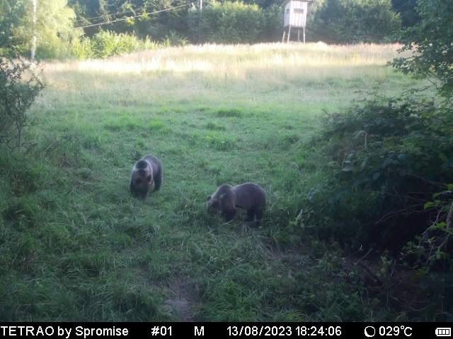 "Někde tady má brloh samice s medvíďaty," ukazuje muž na snímku medvědí rodinku. | Foto: Ján Brija / Poskytnuto se svolením autora