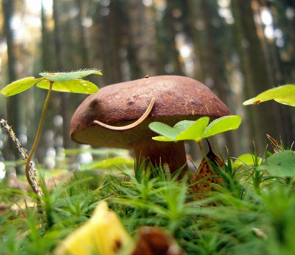 Houbařit se musí s úsměvem a časně zrána. Usmíval se i tento hříbek, ačkoli za chvíli putoval do košíku | Foto: Jiří Hloušek