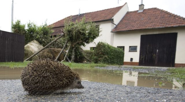 Kalužím se v Jeseníku nad Odrou snaží vyhnout ježek. | Foto: Reuters