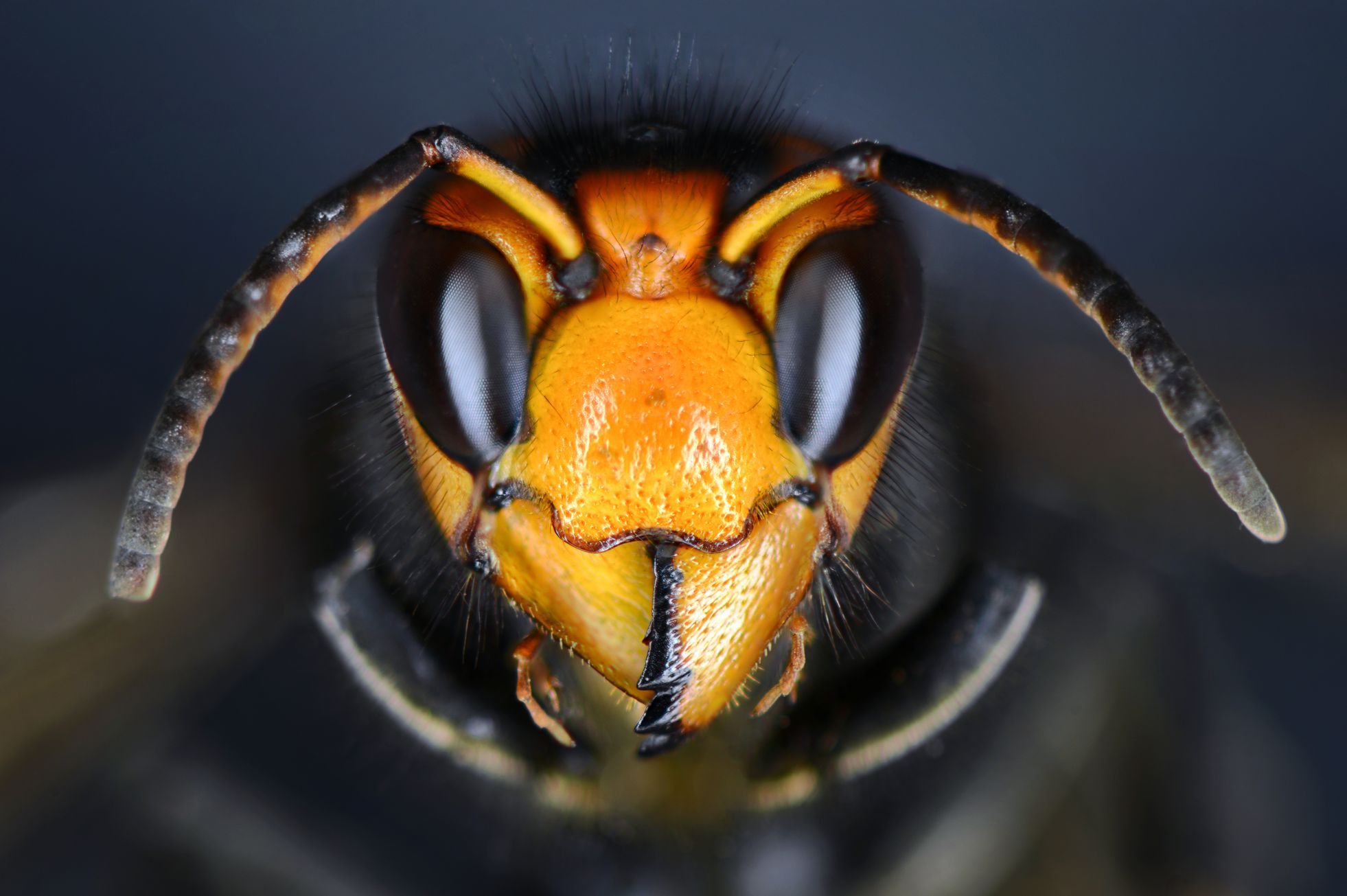 Bienen beißen sich beim Fliegen in den Kopf.  Für asiatische Bienen sei Tschechien wie McDonald’s, sagte der Wissenschaftler