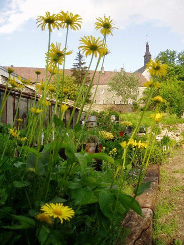 Trvalková školka Florianus 

Stará původně kláštěrní zahrada u františkánského kláštěra a tzv. Kláštěříčku. Zahrada byla založena roku 1759 pro ovdovělou markýzu Marii Isabellu Černínovou. Tvůrcem se stal zahradnický inspektor, zahradník a sochař Jan Antonín Zinner. Do 18. století byla zahrada zachována v původním nezměněnén stavu. Po velkém městském požáru v roce 1801 se začala zahrada rozprodávat mezi panské úředníky a dochází i ke stavěbním změnám. V roce 1849 je prodán samotný Kláštěříček obci Jindřichohradecké a ze zahrady mizí všechny kamenné skulptury, stává se městským zahradnictvím, které s různě dlouhými přestávkami funguje dodnes. Nyní v areálu zahrady sídlí Trvalková školka Florianus specializující se na produkci zahradních trvalek a bylinek, neprodukční plochy by měly být postupně změněny na ukázkové okrasné části. Text byl převzat ze stránek www.vikendotevrenychzahrad.cz Více informací o uvedené zahradě můžete naleznout ZDE . | Foto: www.vikendotevrenychzahrad.cz