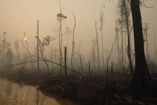 Zničené lesy v indonéské části ostrova Borneo. | Foto: Reuters