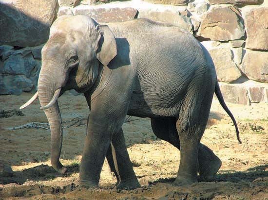 U nás se dosud nenarodilo mládě slona afrického, ani indického. Ve světě se to nicméně daří. Nejblíže například ve Vídni, ve švýcarské zoo v Basileji či anglickém Chesteru. Plod se v matčině těle vyvíjí 22 měsíců. Hmotnost mláděte při porodu může kolísat mezi 50 až 150 kg. | Foto: Zoologická zahrada Ostrava