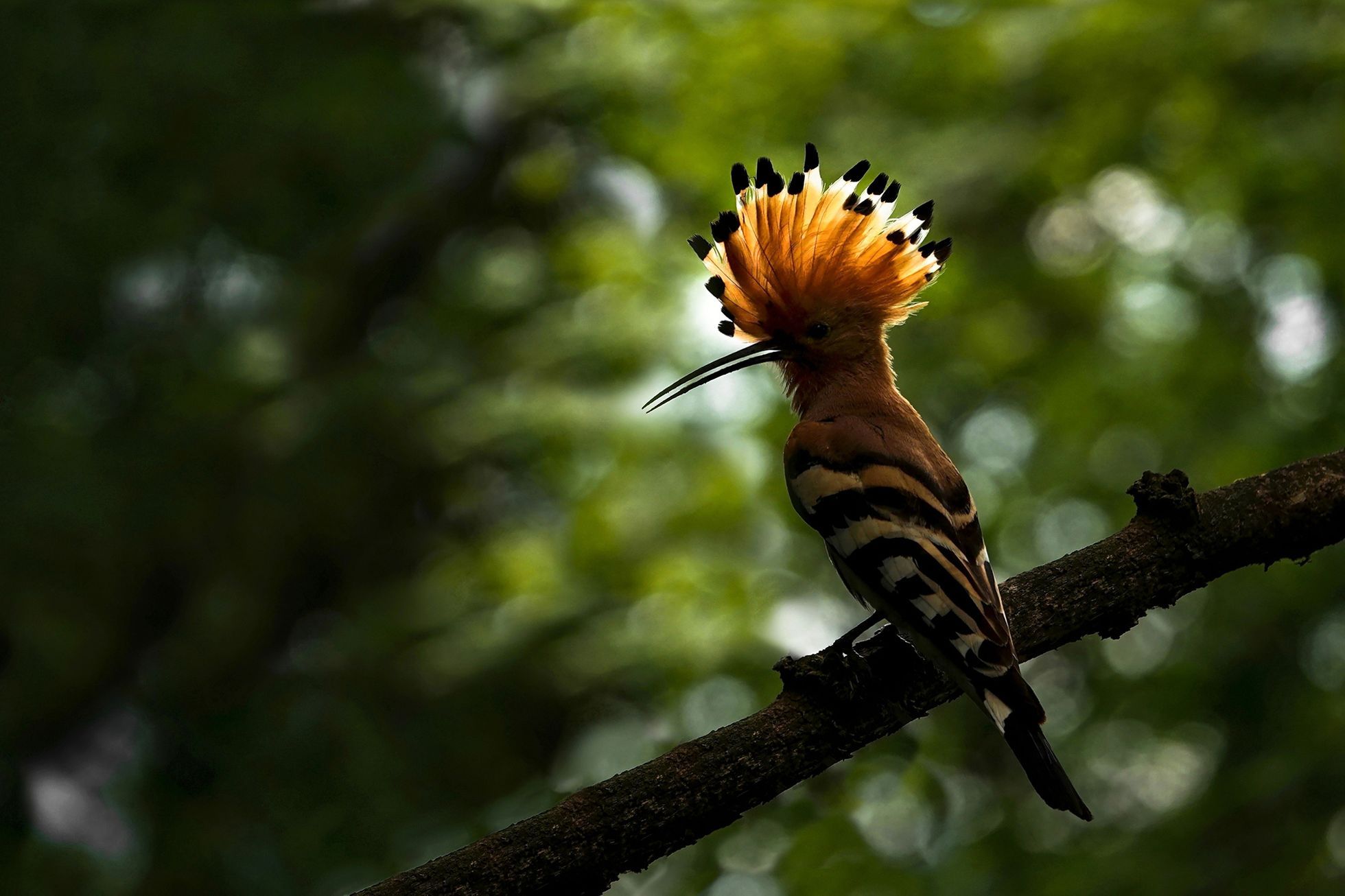 Children’s Czech Nature Photo: Nature through the eyes of the young hopefuls of Czech photography