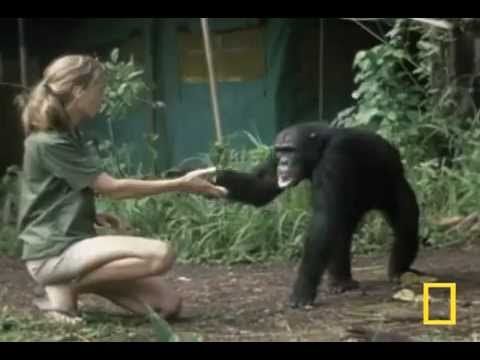 Foto: l'Institut Jane Goodall