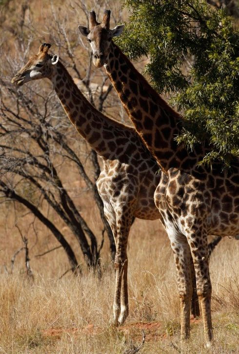 Šampionát dokonce přitáhl pozornost několika žiraf, které se přišly podívat do tréninkového kempu australské výpravy. | Foto: Tomáš  Kubánek