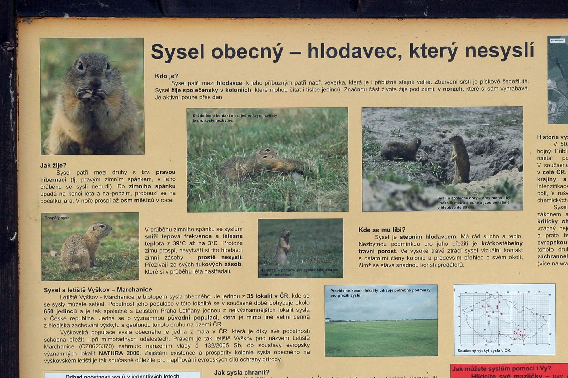 obrovské kohouty v kundě