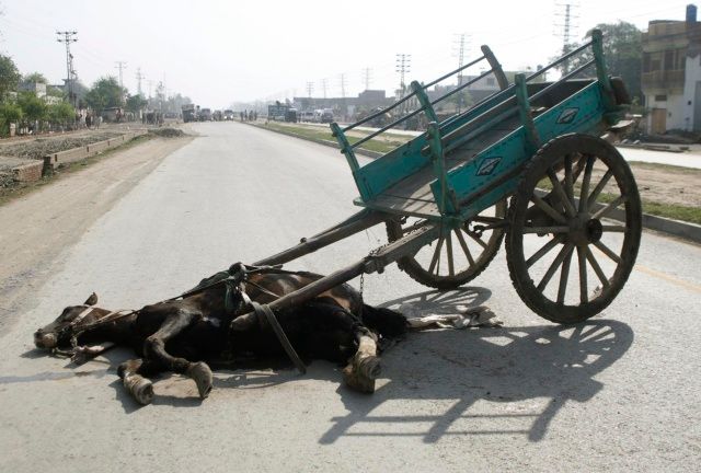 Oběti nebyli jen lidé. | Foto: Reuters