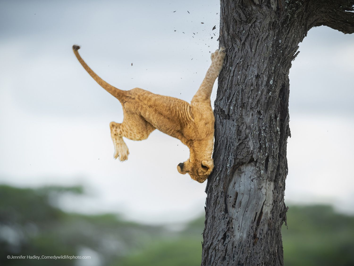 Photo d’animal la plus drôle : le gagnant de cette année est un lionceau maladroit qui est tombé d’un arbre