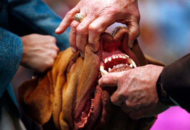 Best in Show - prestižní soutěž psů | Foto: Reuters