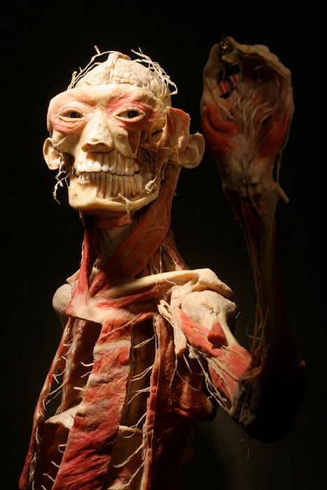 Metodu konzervace lidských těl, pojmenovanou plastinace, vymyslel německý anatom Gunther von Hagens. Vodu a tuk při ní nahrazuje plastická hmota. | Foto: Ondřej Besperát