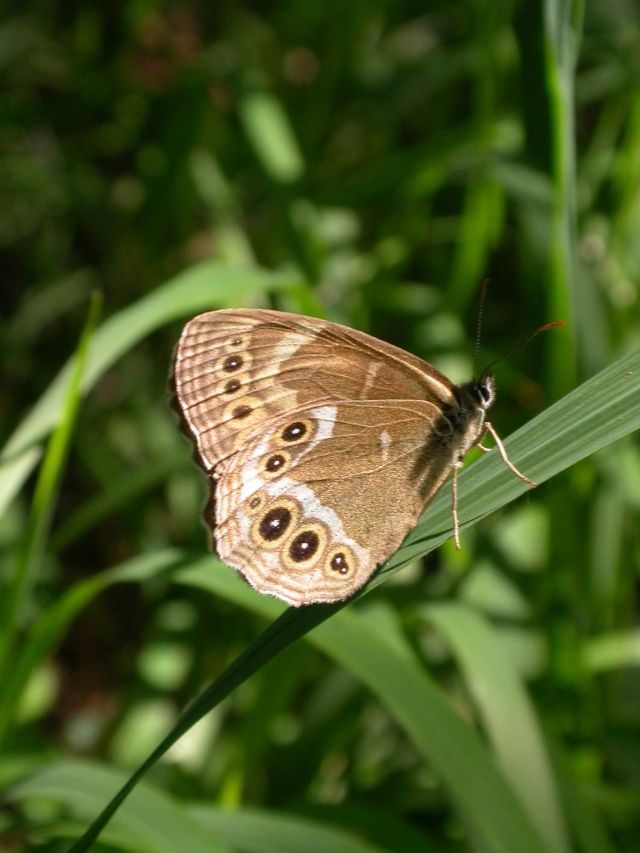 Kriticky ohrožený okáč jílkový. | Foto: Martin Hrouzek, www.lepidoptera.cz