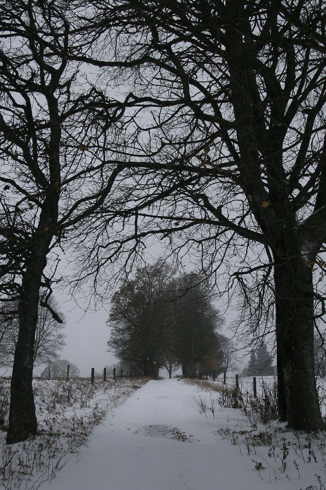 ...vrstva sněhu na silnicích byla většinou rozbředlá... | Foto: Tomáš Jiřička, NP Šumava