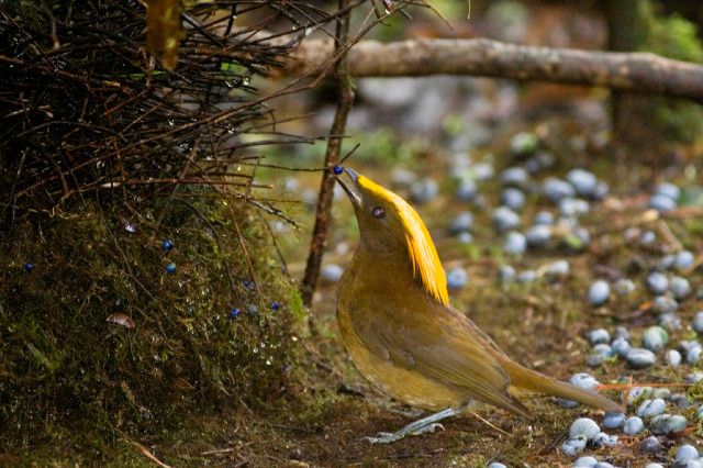 Lemčík žlutočelý, údajně první jeho fotografie | Foto: Bruce Beehler / Conservation International